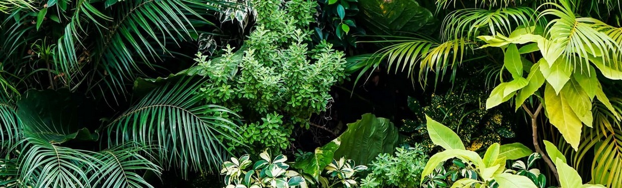 Plantes semi-naturelles & artificielles haut de gamme | Deco-Vegetale