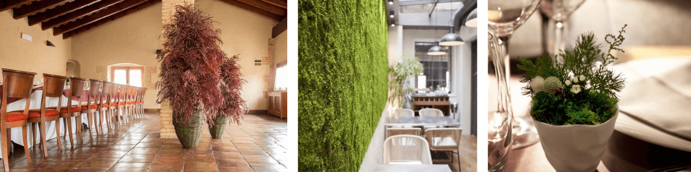 plantes stabilisé eucalyptus nicoly rouge installé dans une salle de réception 