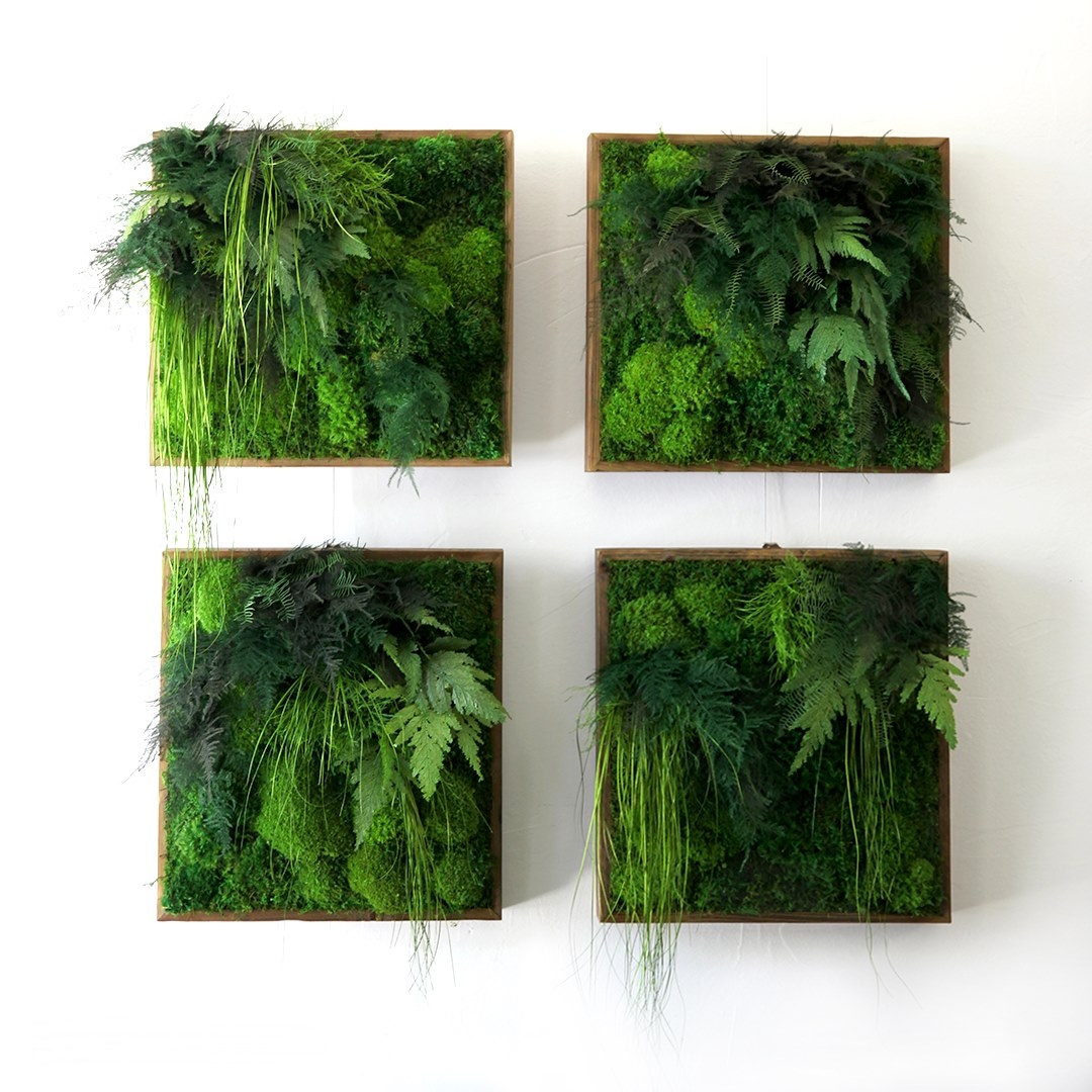Série de tableaux végétaux stabilisés modulaires accrochés sur un mur blanc