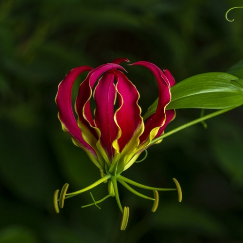 Gros plan sur une fleur exotique rouge et jaune (gloriosa)