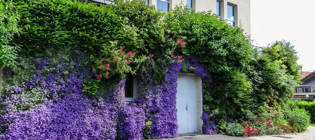 maison avec une facade vegetalisée