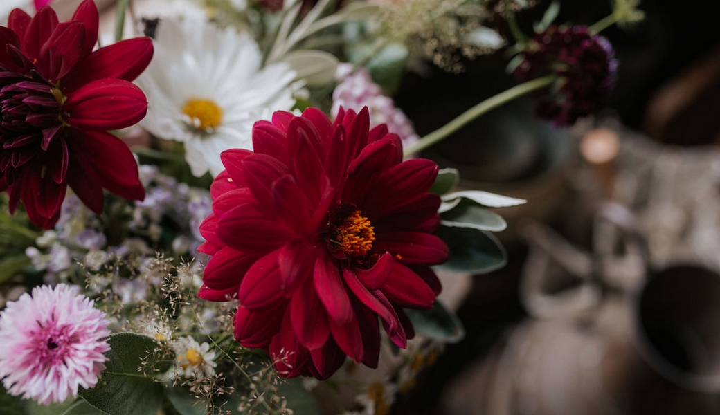 gros plan de fleur rouge et rose