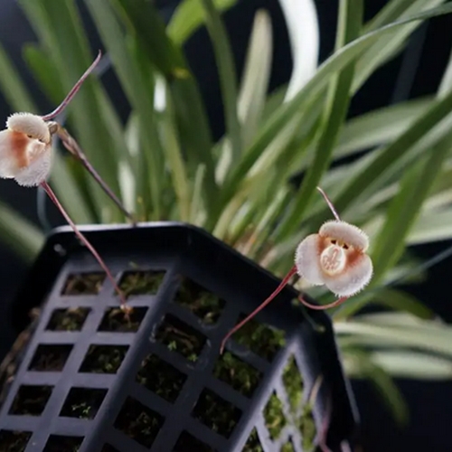 fleur rare orchidée fleur tete de singe