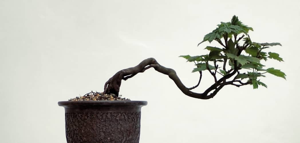 Bonsai naturel tronc noir