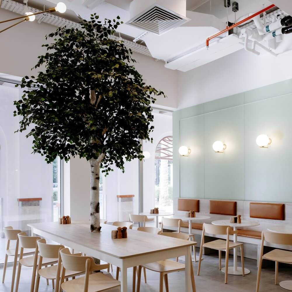 Arbre d’intérieur installé dans un espace de restauration lumineux