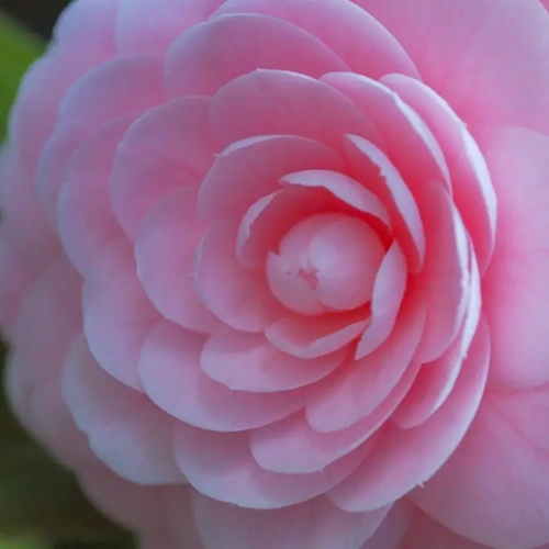 faluer rare le camelia japonica