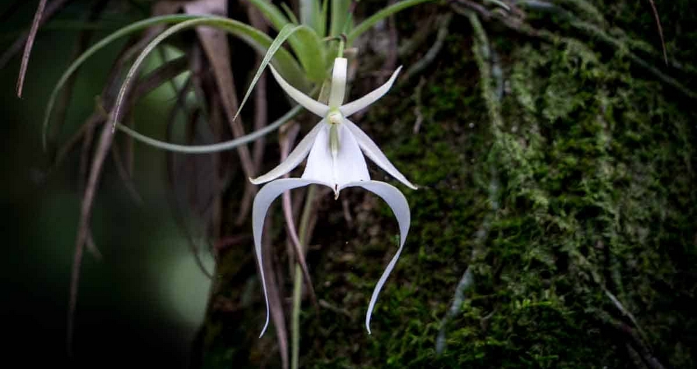 bouton d'orchidée rare