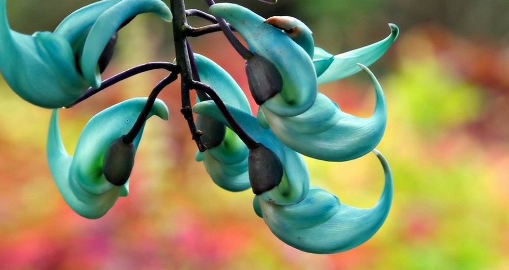 gros plan fleur jade