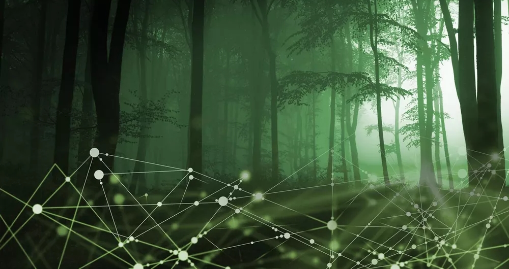 Forêt brumeuse avec un réseau de points lumineux symbolisant la communication florale