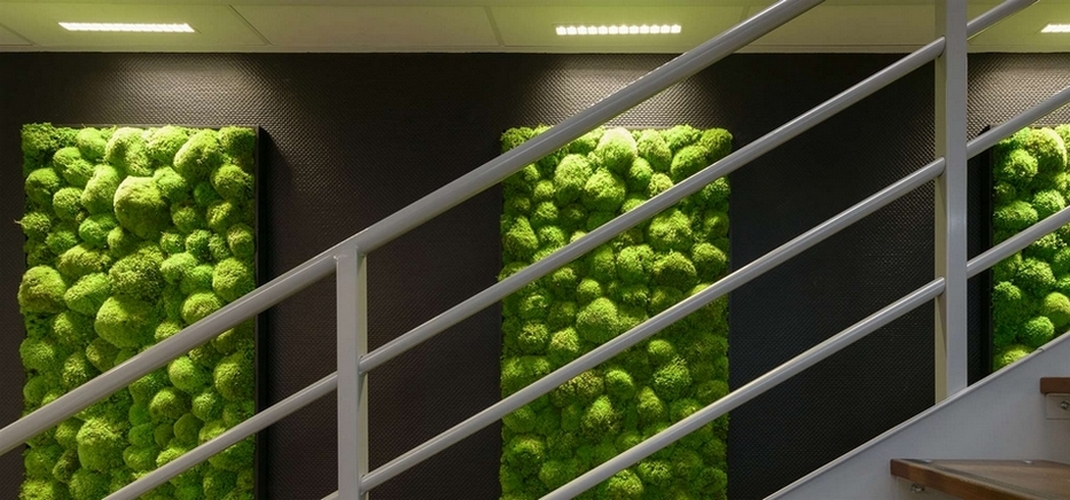 gros plan de tableaux vegetaux stabilisé de mousse boule derriere un escalier