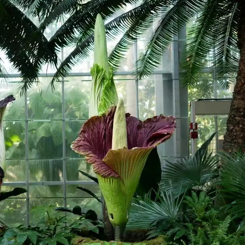 la plus grande fleur du monde la fleur cadavre