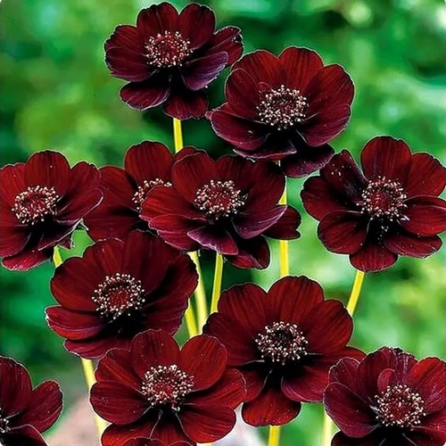 bouquet de fleurs rares fleur chocolat