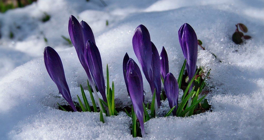 Fleurs violettes de crocus émergent de la neige dans un paysage de montagne