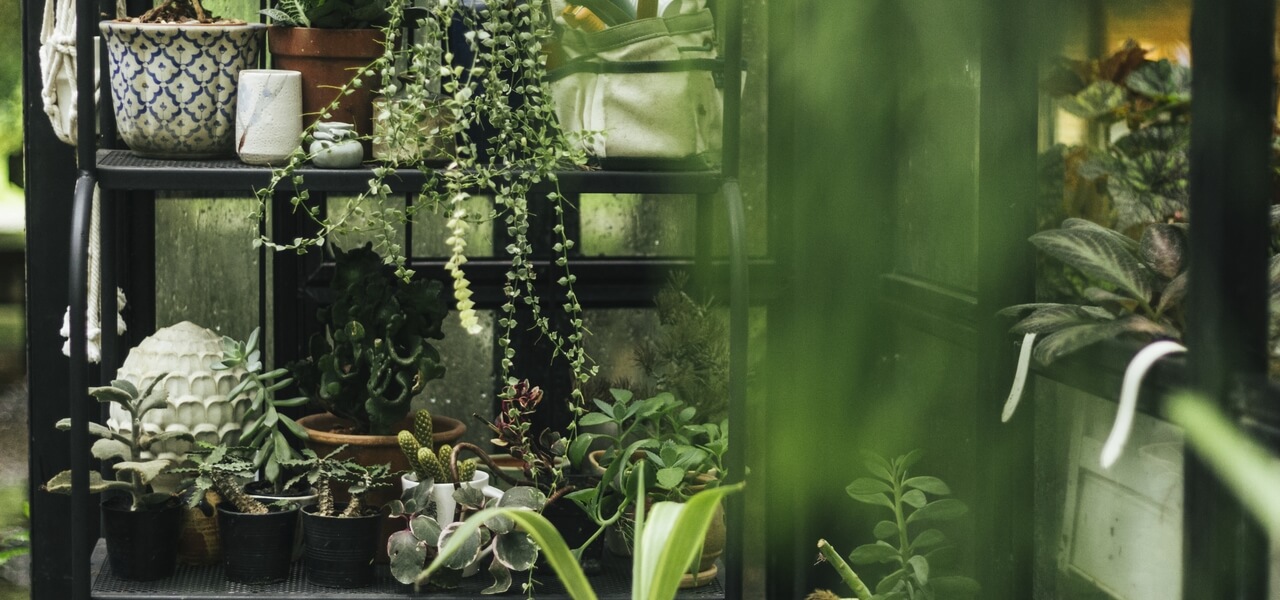plante verte interieur