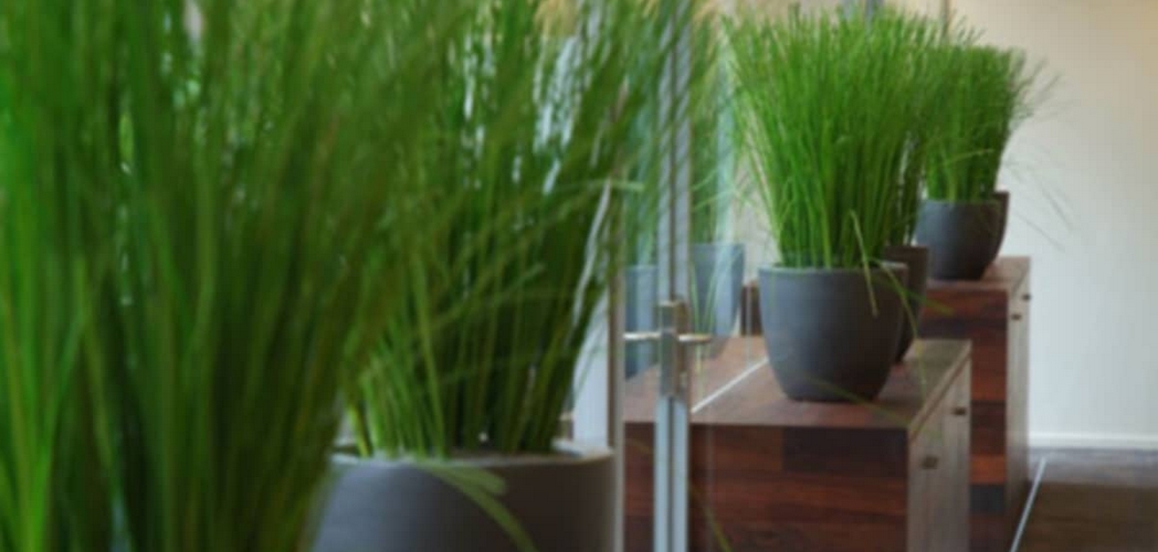 pots de gynerium stabilisé 