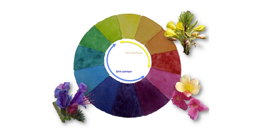 Cercle chromatique illustrant l’harmonie des couleurs florales