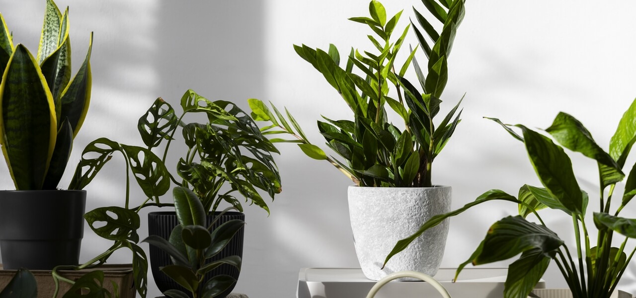 plantes et pots en interieur