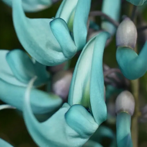 gros plan fleur rare vigne de jade