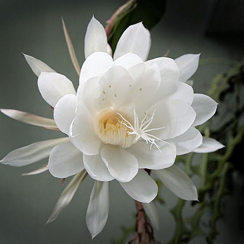 fleur rare kadupul