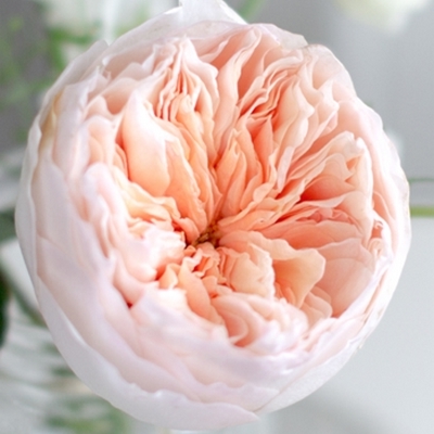 feur rare la rose juliet