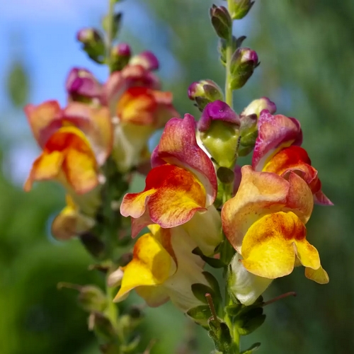 fleur rare le muflier ou gueule de loup