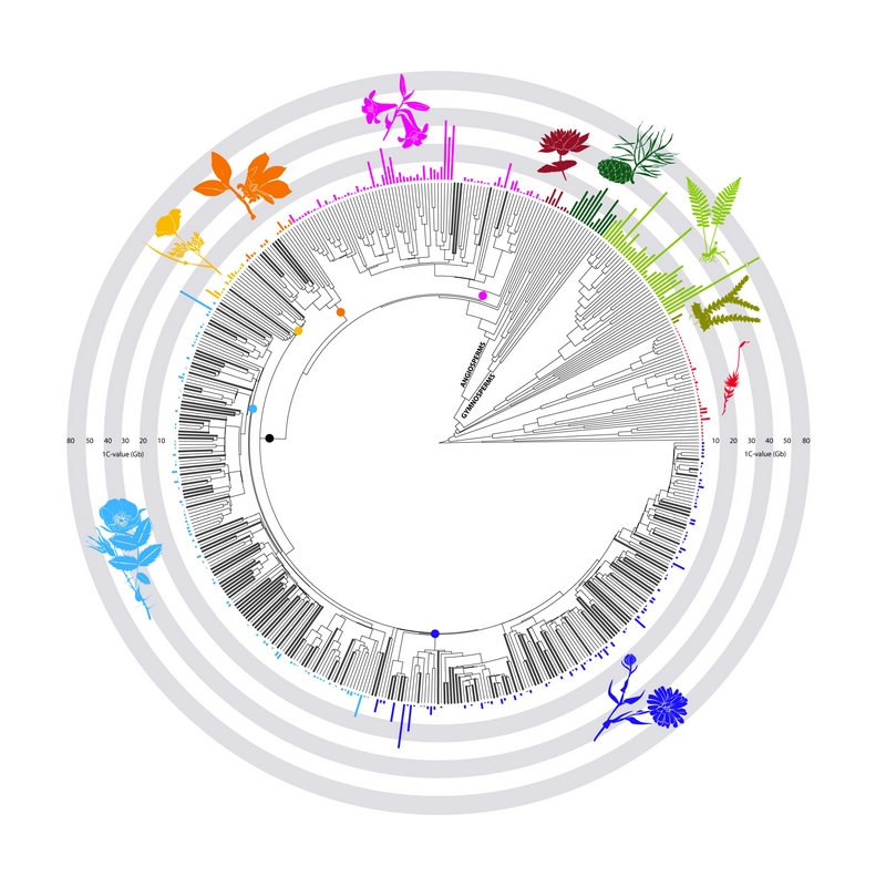 Diagramme circulaire type horloge florale avec icônes colorées