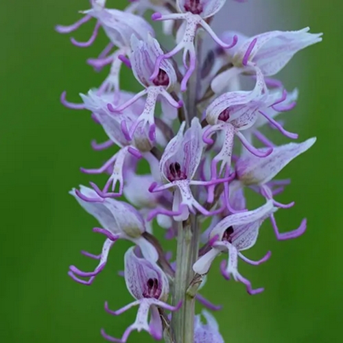 fleur rare orchidée homme