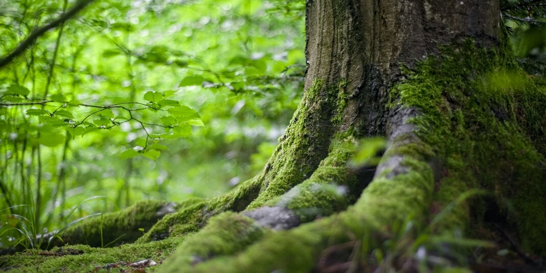 graos sur les racines d'un arbre en foret recouvert de mousse