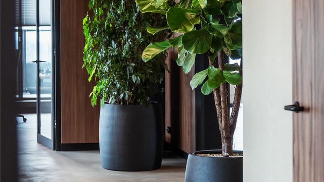 Pots foncés avec plantes vertes