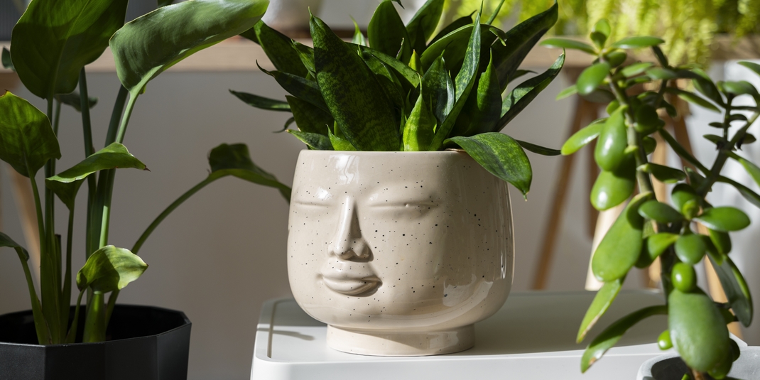 gros plan d'une plante senseveria dans un pot beige tete de bouddha