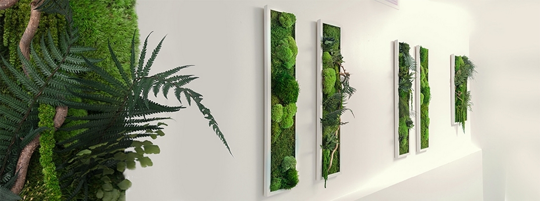ensemble de tableaux vegetaux stabilisés sur un mur blanc dans une galerie