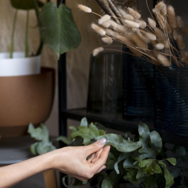 Main tenant des branches d'eucalyptus, fond sombre