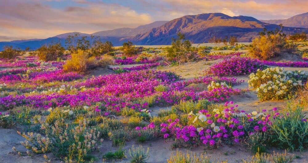 Champ de fleurs multicolores en pleine floraison dans un paysage de collines