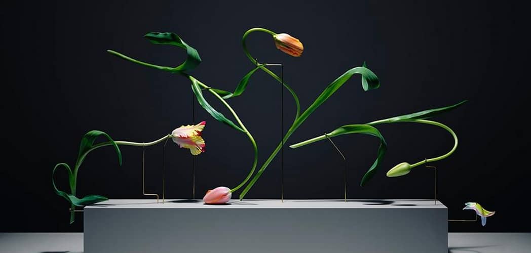 composition epurée de tulipes tigées semblant danser