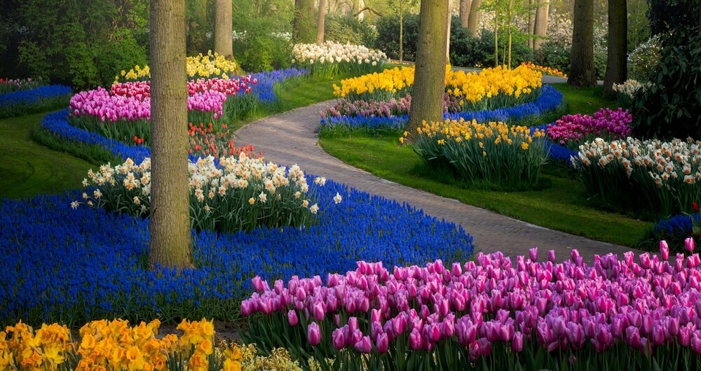 champs de tulipes multicolore 