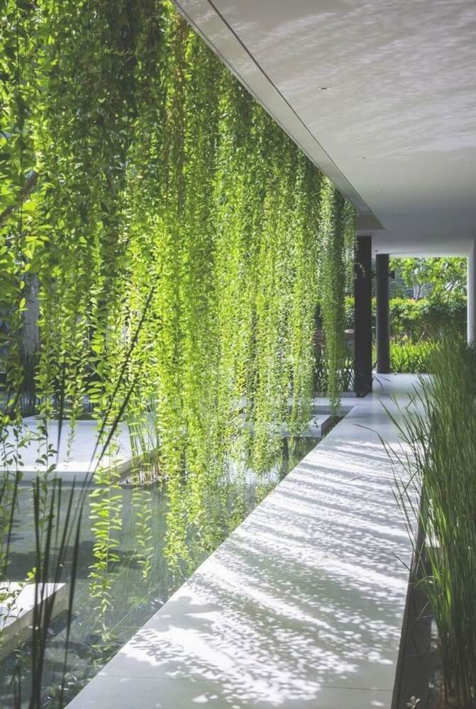 lianes vegetal sur une terrasse apportant de l'ombre