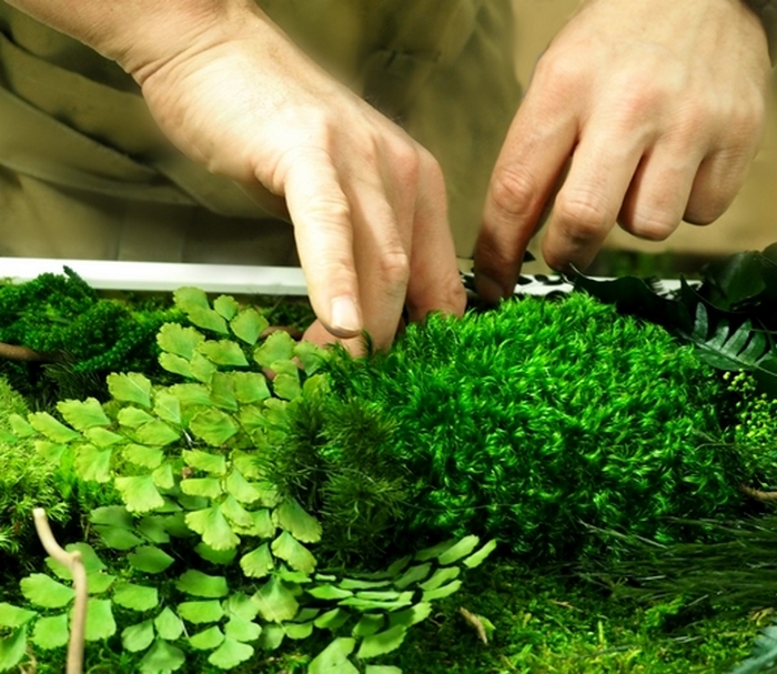 main ajustant les vegetaux sur un tableau vegetal