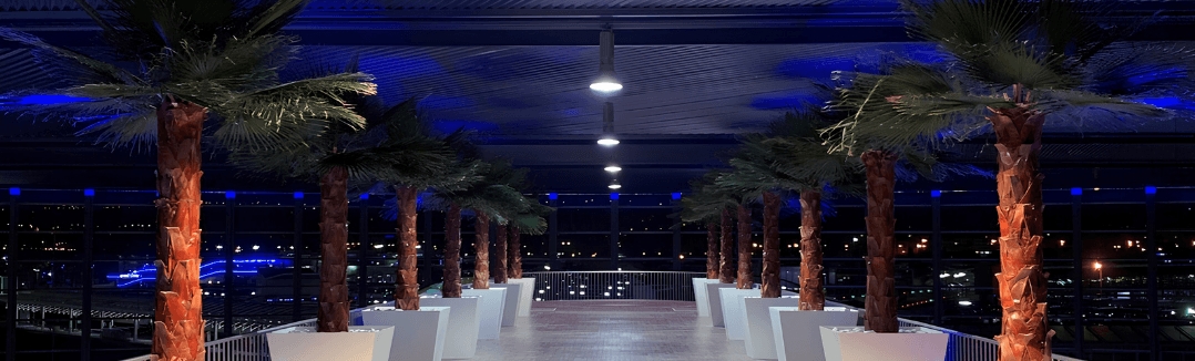 Alignement de grands palmiers stabilisés illuminés en intérieur dans un hall d'aéroport de nuit
