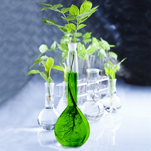 Conseils pour bien choisir ses plantes stabilisées pour la décoration intérieure
