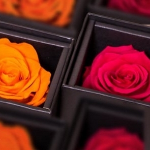 gros plan de roses naturelles stabilisées orange et rose en boite
